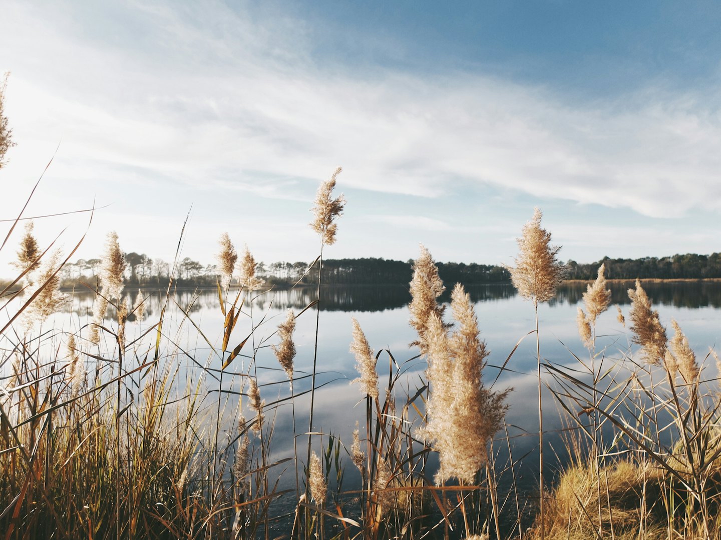 Tall reeds and grasses grow along a calm reflecting lake.